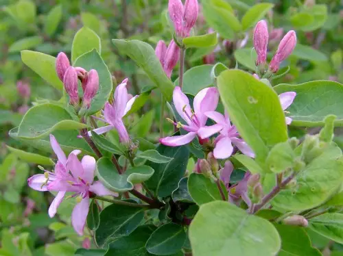 lovely Various Honeysuckle Varieties That You Can Grow