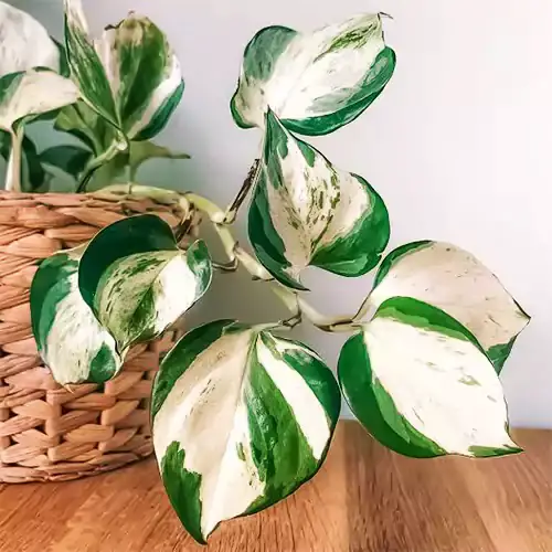 Gorgeous Green and White leaf plant