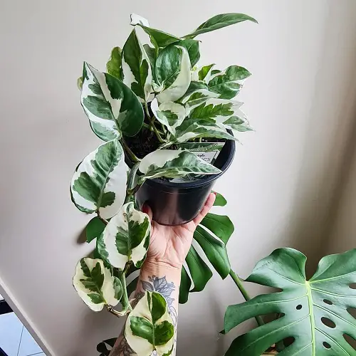 Stunning Indoor Plants with Green and White Leaves