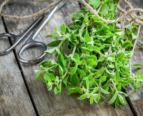 marjoram Herbs for Pasta