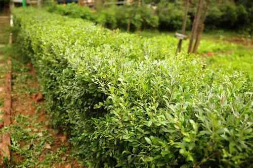 Low-Maintenance Shrubs 2