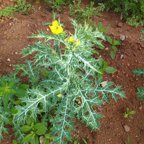 Native Weeds with Thistle in garden