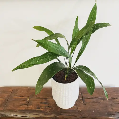 Types of Cast Iron Plant Milky Way Cast Iron Plant