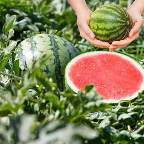 top Different Watermelon Varieties That You Can Plant
