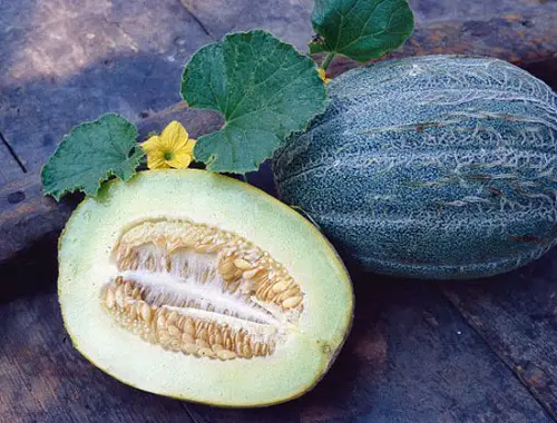 Best Yellow Watermelons