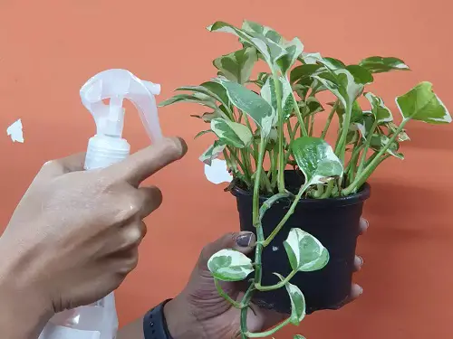Misting with Epsom Salt Works Wonders!
