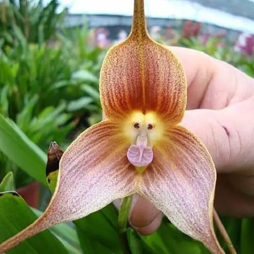 Orchid Flower Varieties with Patterns