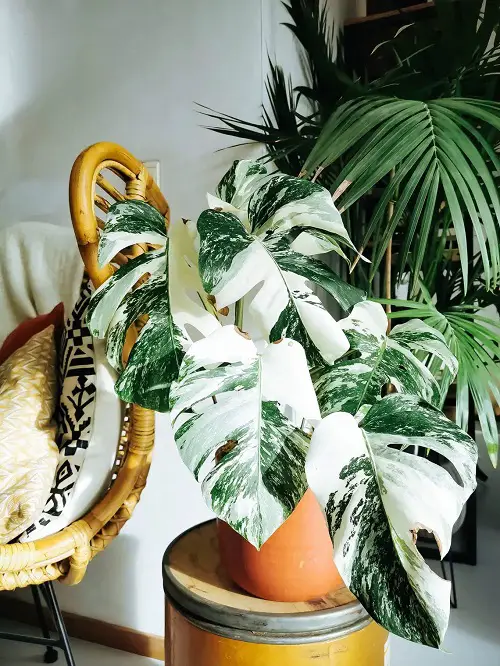 Amazing Magnificent Green and White Indoor Plants
