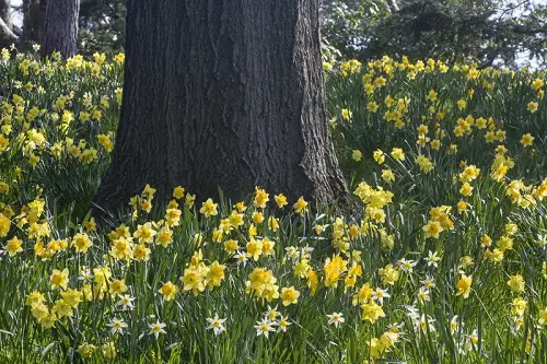 lovely Bulbs to Grow Under the Oak Tree