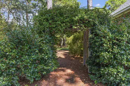 Best Plants for Privacy in Florida 23