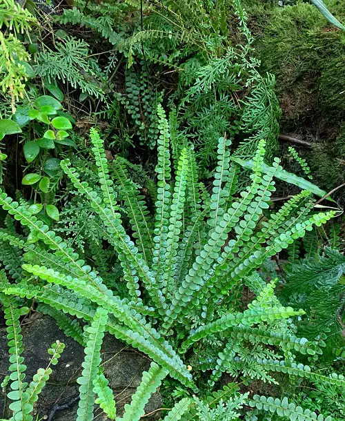 Best Ferns to Grow Under the Oak Tree