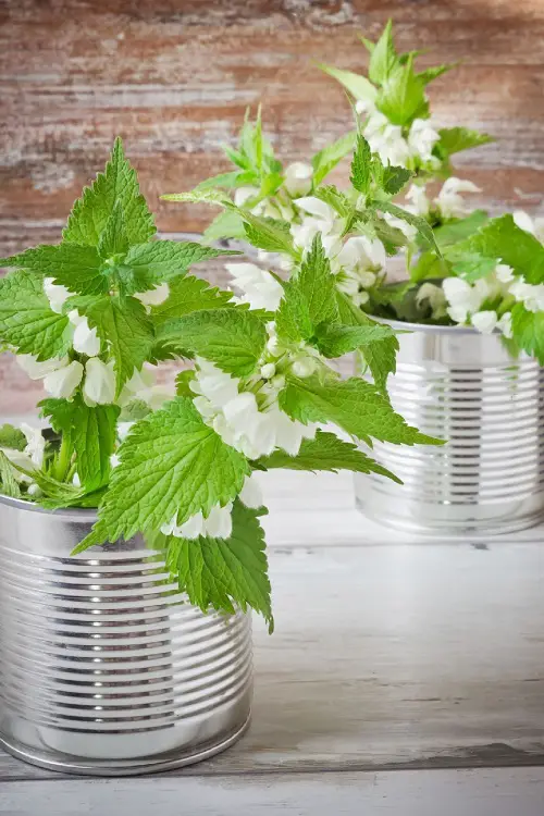 Top best Herbs for Defence