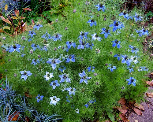 nigella are Sunflower Companion Plants