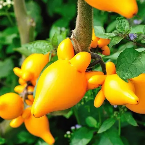 Adult Plants That Seem to Be Straight Out of the Pornographic Film Industry