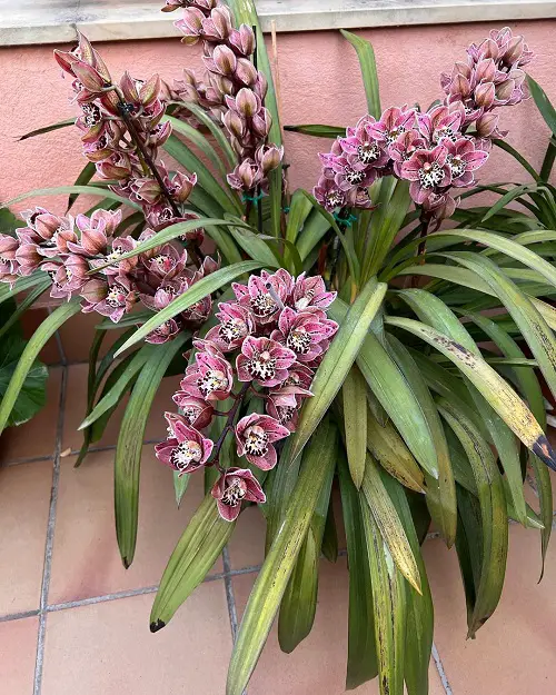 beautiful Cymbidium Orchid Varieties 3
