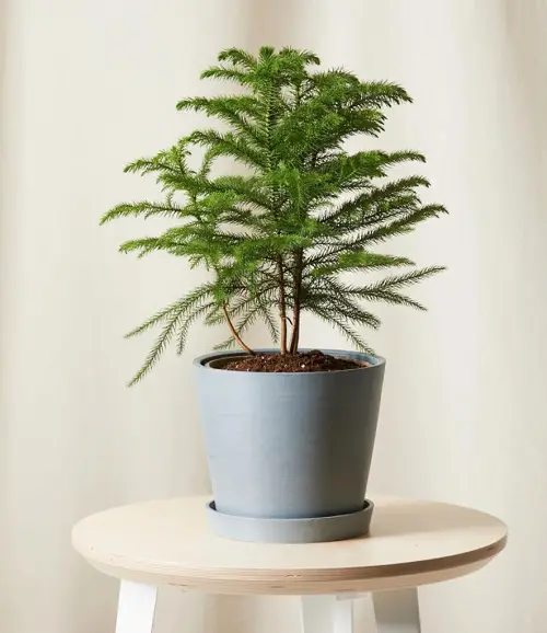 Outdoor Christmas Plants 