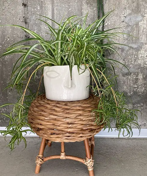 best Awesome Indoor Plants with White and Green Leaves