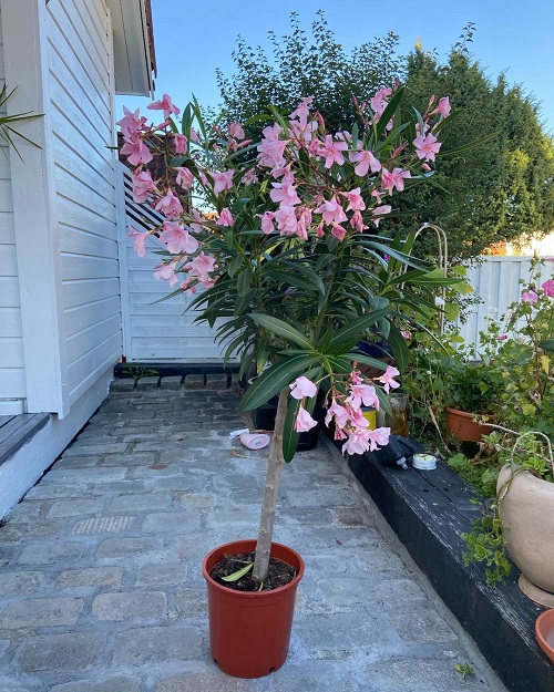 Best Desert Plants