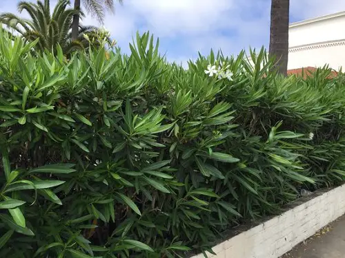 top Florida's Best Shrubs for Privacy
