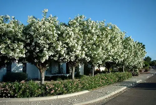 Low-Maintenance Evergreens 3