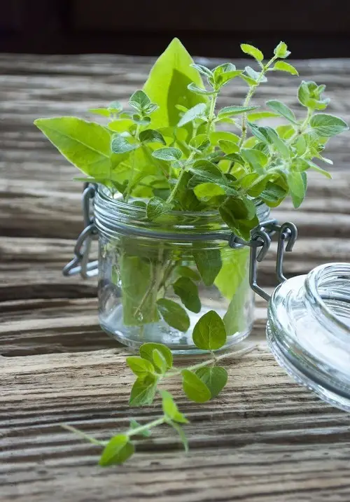 Kitchen Plants that Grow in Water