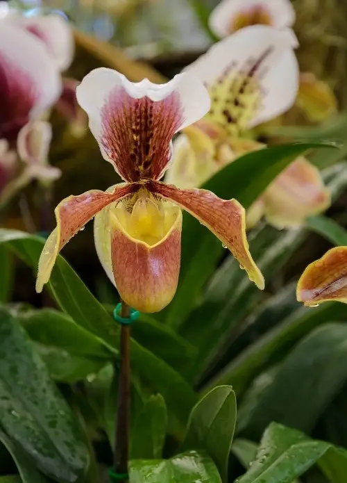 best the world's greatest unusual and rare orchids