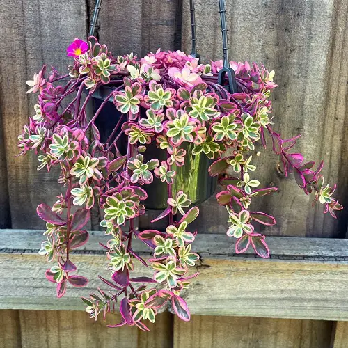 The best variegated succulents to cultivate