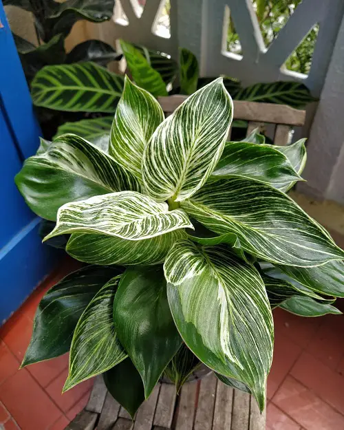 Indoor Plants with Green and White Leaves