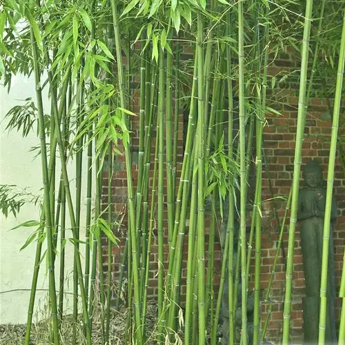 Types of Bamboos to Grow in Containers & Indoors 3