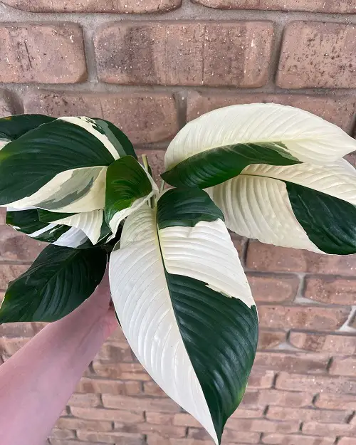 amazing Magnificent Indoor Plants with White and Green Leaves