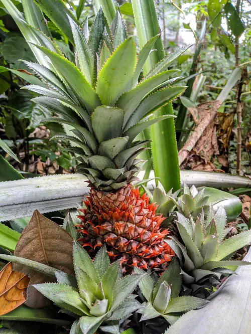 Pink Pineapple and How to Grow It