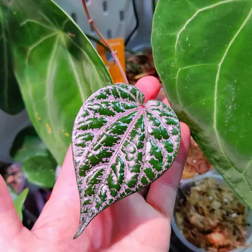 Propagating Piper Ornatum