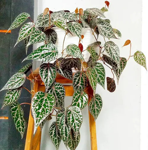 Requirements for Growing Piper Ornatum