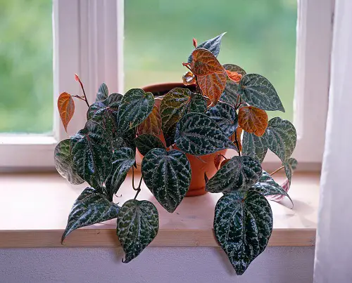 Piper Ornatum Care Indoors