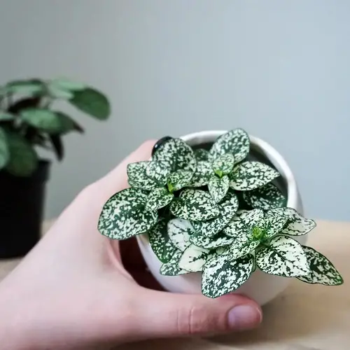 best Magnificent Green and White Indoor Plants