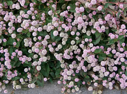 top Best Ground Covers to Grow Under the Oak Tree
