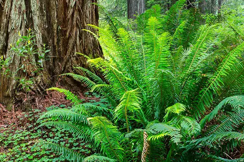 top Ferns to Grow Under the Oak Tree