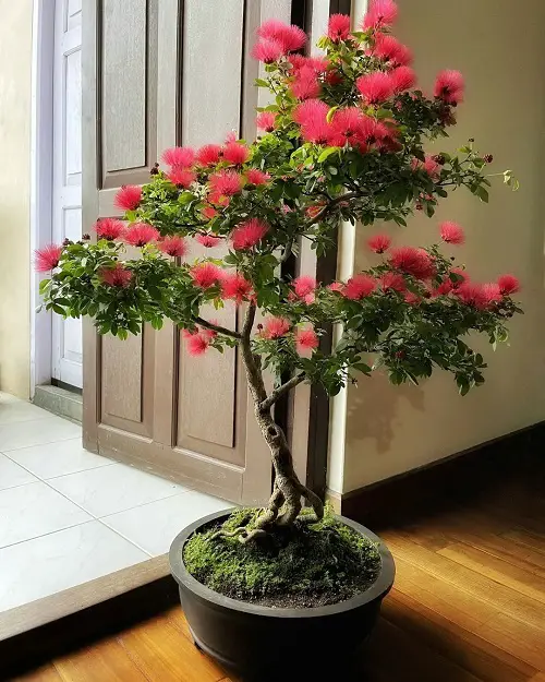 How to Grow Powder Puff Plant