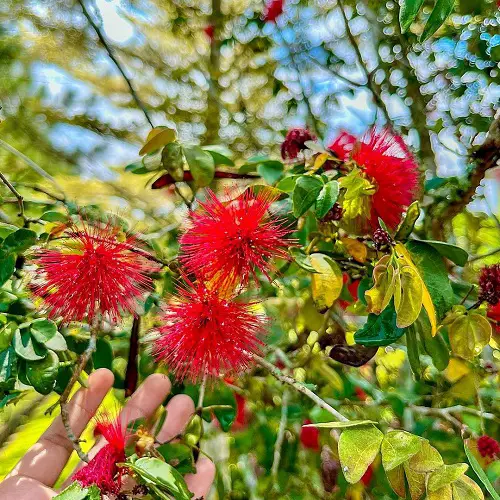 Powder Puff Plant Care
