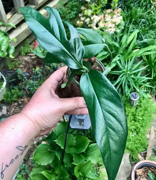 Propagating Baltic Blue Pothos