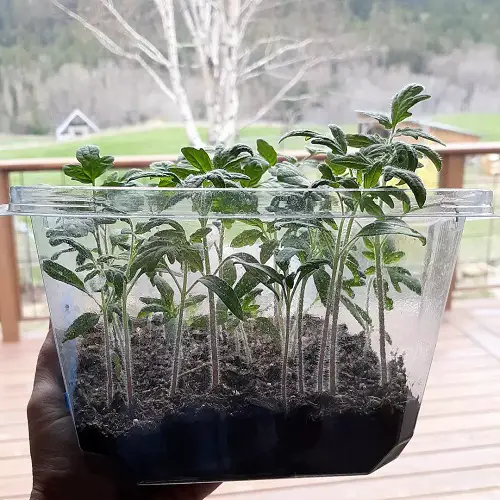 Propagating Black Strawberry Tomatoes