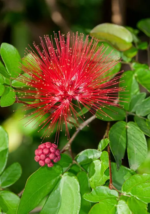 Propagating Powder Puff Plant