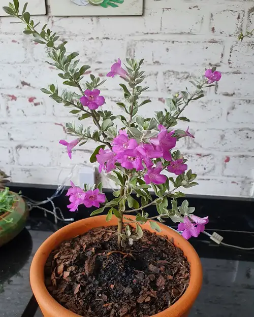 How to Grow Texas Sage in a Container