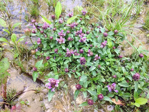 Beautiful Weeds with Pink Flowers