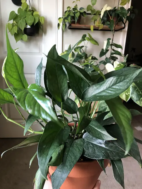 Requirements for Growing Baltic Blue Pothos
