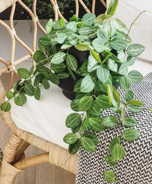 Requirements for Growing Dischidia ovata