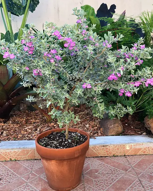 Requirements for Growing Texas Sage Plant