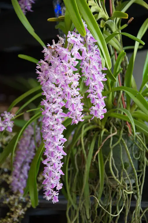 Amazing Varieties of Masdevallia Orchids