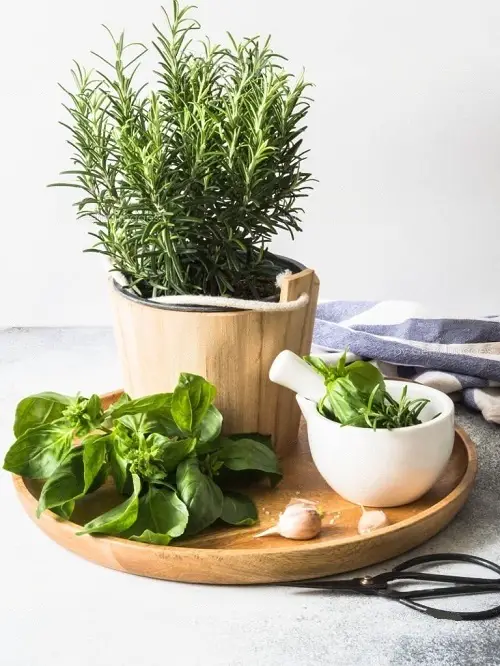 Best Herbs for Protection 