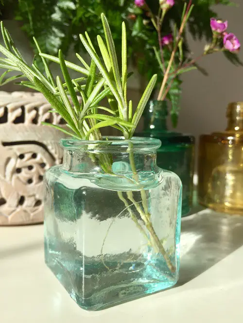 Kitchen Plants that Grow in Water in bottle